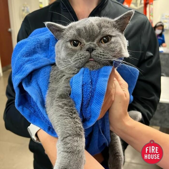 Wait Till You See How These Cats Totally Owned Their Vet Visits!