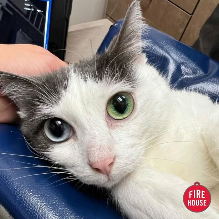 Wait Till You See How These Cats Totally Owned Their Vet Visits!