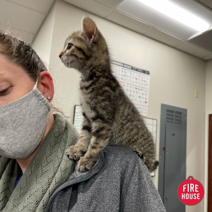 Wait Till You See How These Cats Totally Owned Their Vet Visits!
