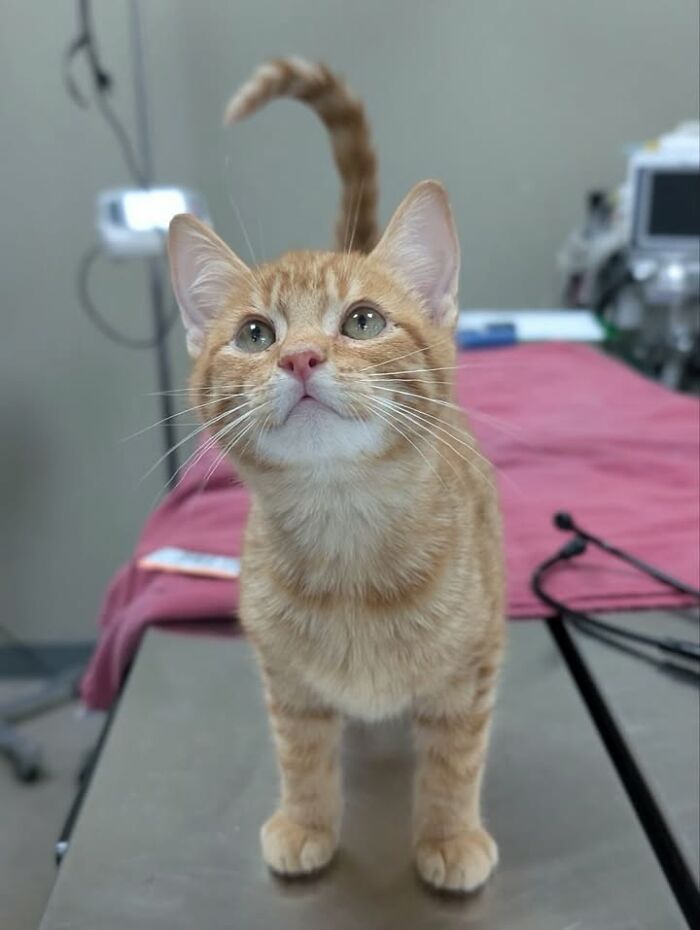 Wait Till You See How These Cats Totally Owned Their Vet Visits!