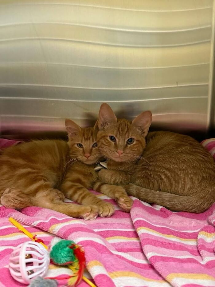 Wait Till You See How These Cats Totally Owned Their Vet Visits!