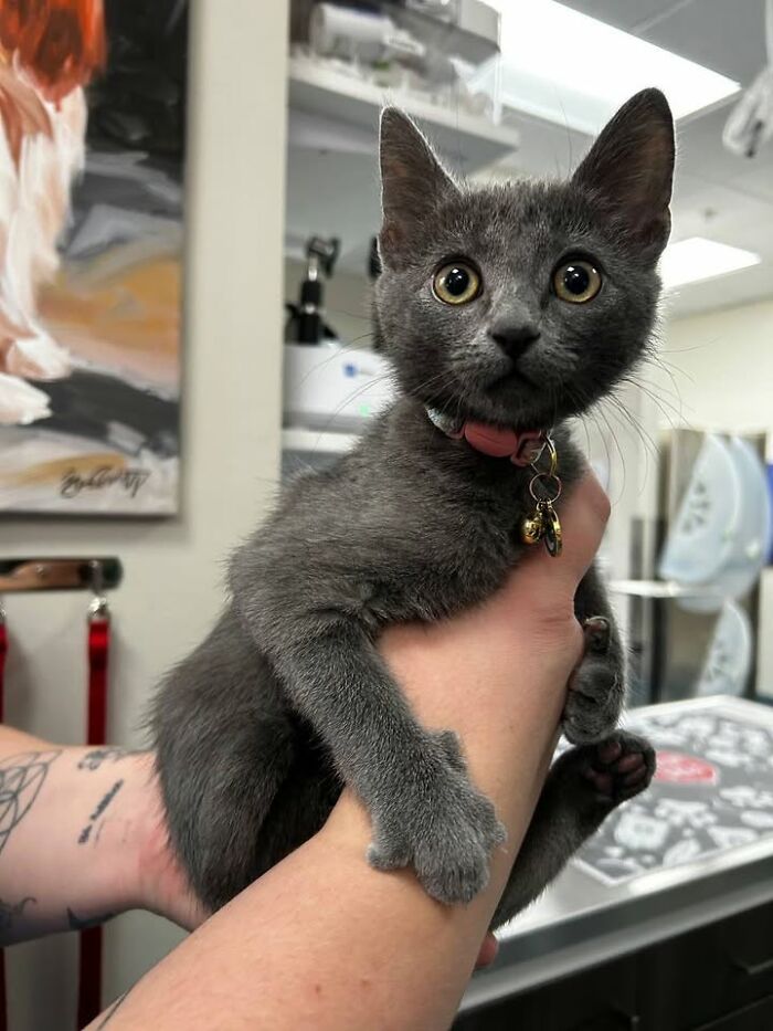 Wait Till You See How These Cats Totally Owned Their Vet Visits!