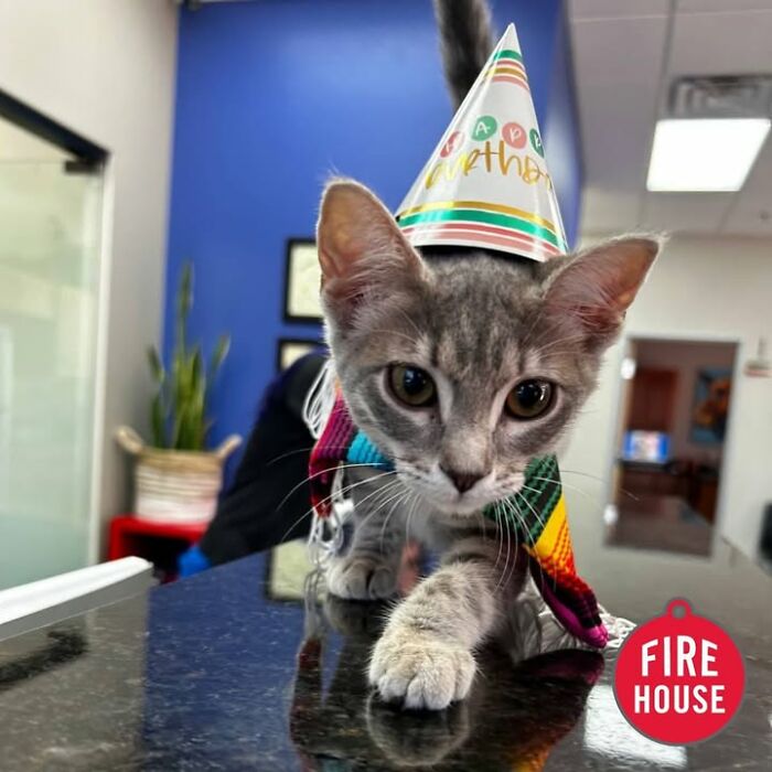Wait Till You See How These Cats Totally Owned Their Vet Visits!