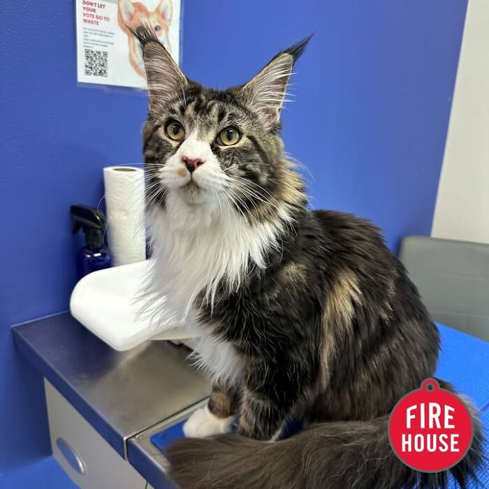 Wait Till You See How These Cats Totally Owned Their Vet Visits!