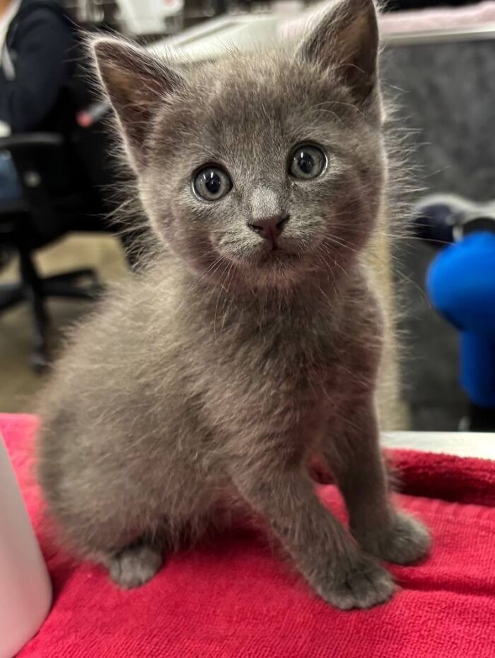 Wait Till You See How These Cats Totally Owned Their Vet Visits!