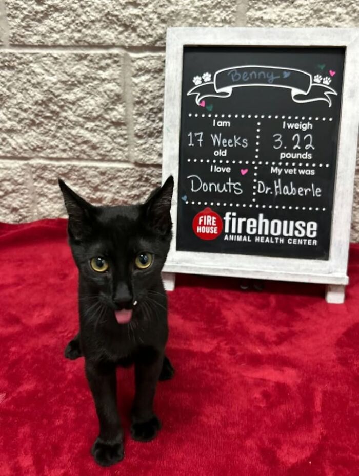 Wait Till You See How These Cats Totally Owned Their Vet Visits!