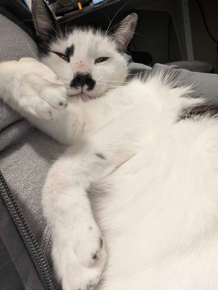 Wait Till You See How These Cats Totally Owned Their Vet Visits!