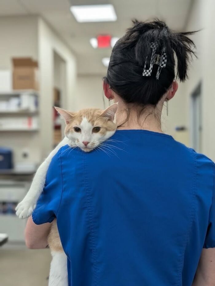 Wait Till You See How These Cats Totally Owned Their Vet Visits!