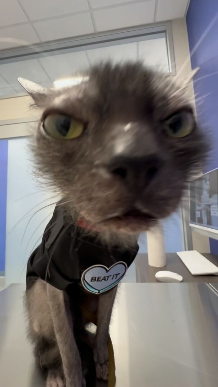 Wait Till You See How These Cats Totally Owned Their Vet Visits!