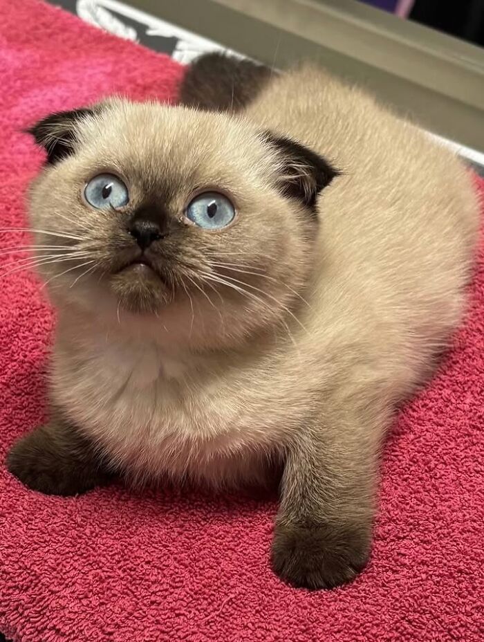 Wait Till You See How These Cats Totally Owned Their Vet Visits!