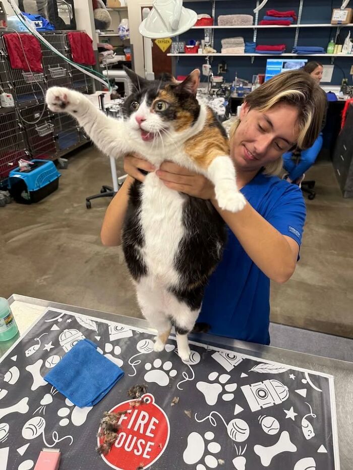 Wait Till You See How These Cats Totally Owned Their Vet Visits!