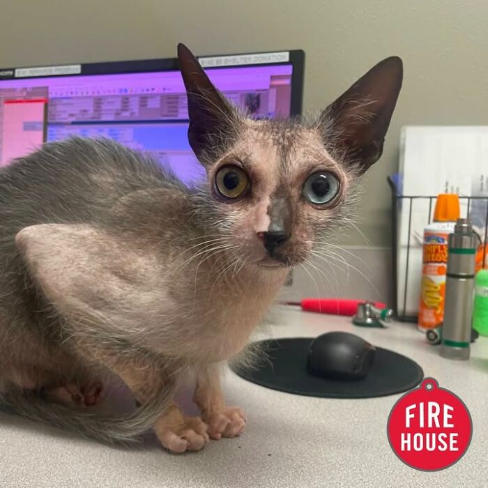 Wait Till You See How These Cats Totally Owned Their Vet Visits!