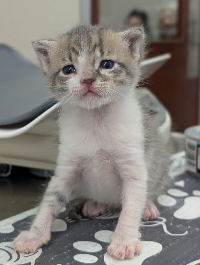Wait Till You See How These Cats Totally Owned Their Vet Visits!