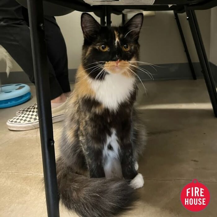 Wait Till You See How These Cats Totally Owned Their Vet Visits!