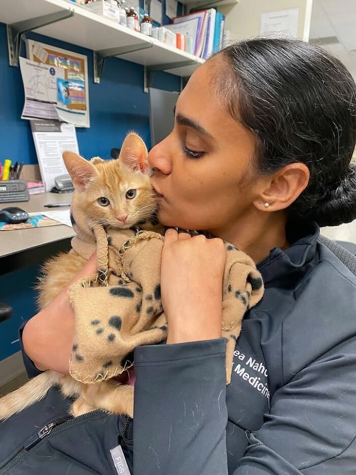 Wait Till You See How These Cats Totally Owned Their Vet Visits!