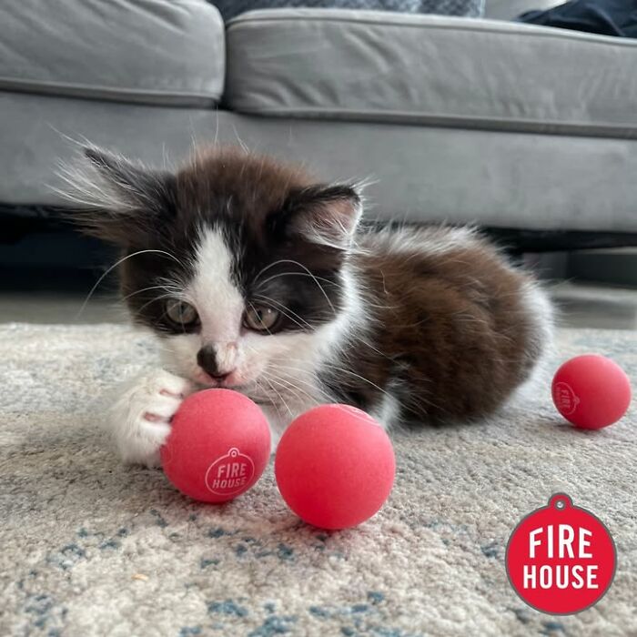 Wait Till You See How These Cats Totally Owned Their Vet Visits!