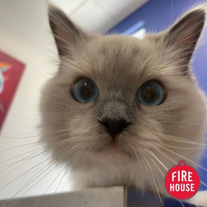 Wait Till You See How These Cats Totally Owned Their Vet Visits!