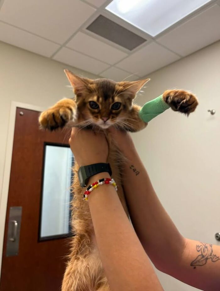 Wait Till You See How These Cats Totally Owned Their Vet Visits!