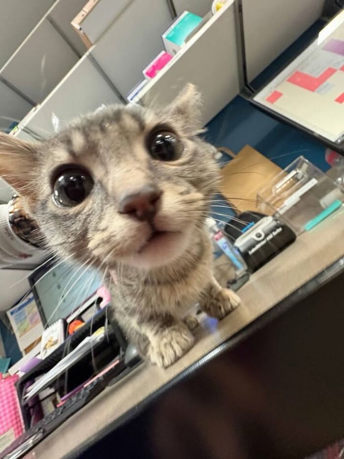 Wait Till You See How These Cats Totally Owned Their Vet Visits!