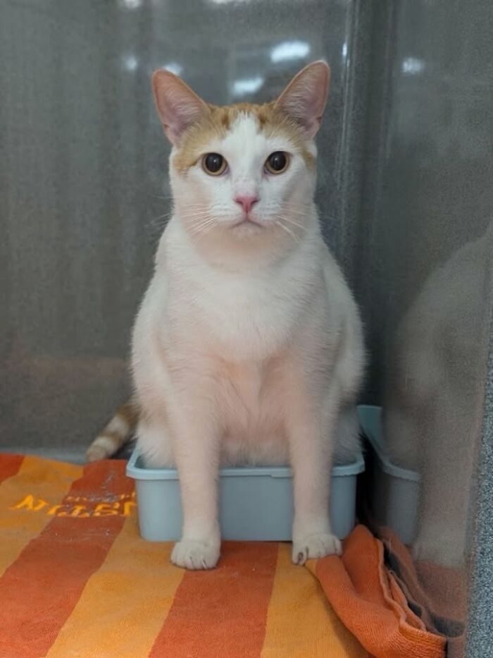 Wait Till You See How These Cats Totally Owned Their Vet Visits!