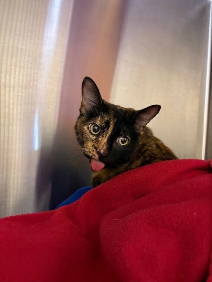 Wait Till You See How These Cats Totally Owned Their Vet Visits!