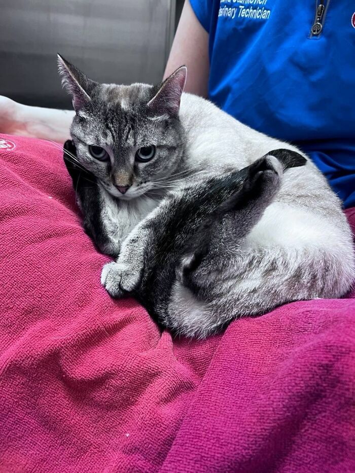 Wait Till You See How These Cats Totally Owned Their Vet Visits!