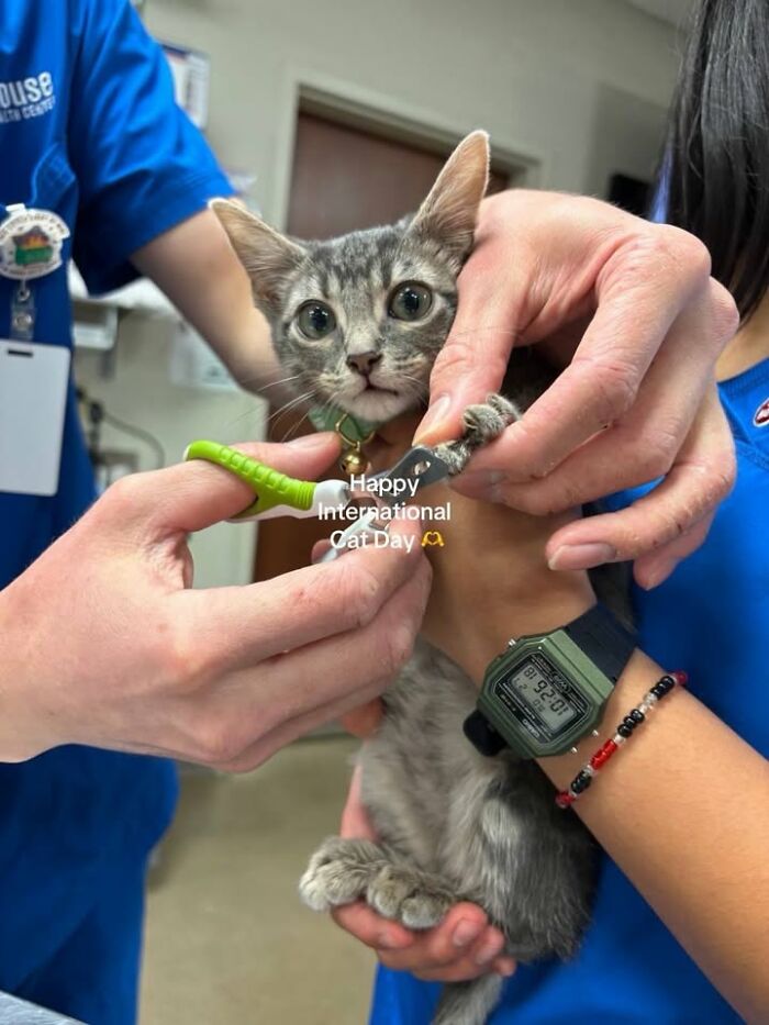 Wait Till You See How These Cats Totally Owned Their Vet Visits!