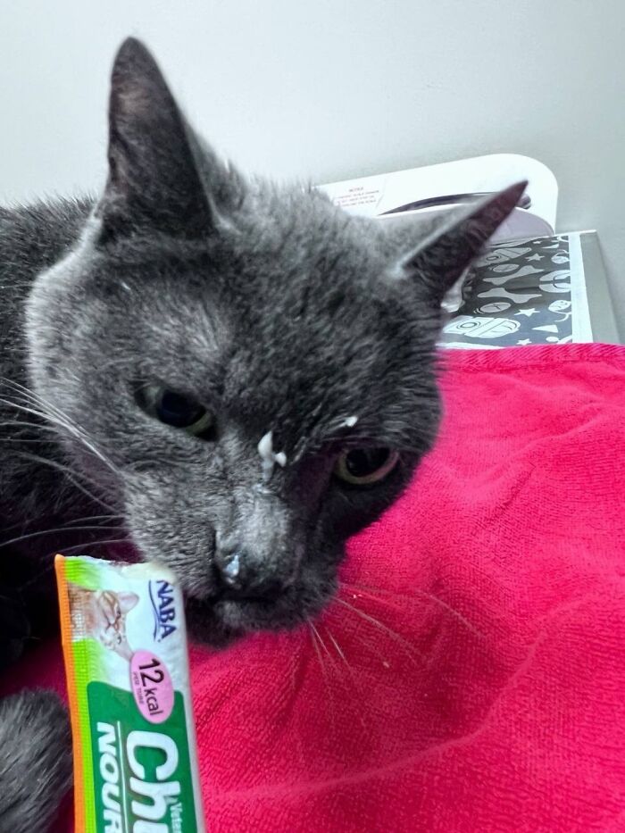 Wait Till You See How These Cats Totally Owned Their Vet Visits!