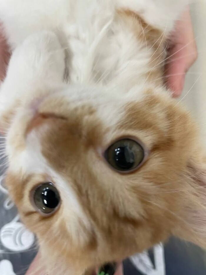 Wait Till You See How These Cats Totally Owned Their Vet Visits!