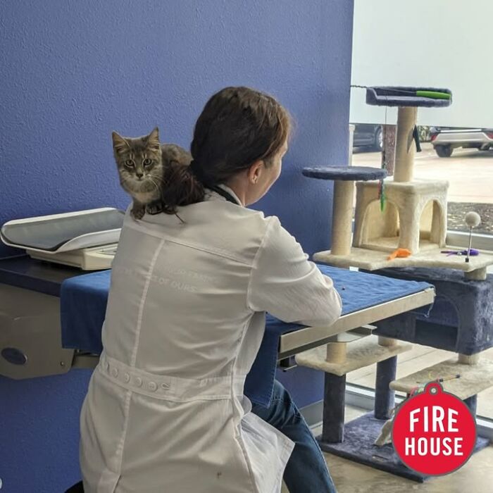 Wait Till You See How These Cats Totally Owned Their Vet Visits!