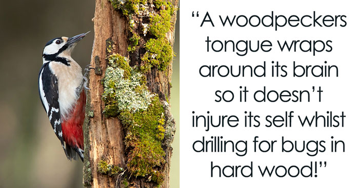 Wait, They Actually Shared These Crazy Animal Facts?!