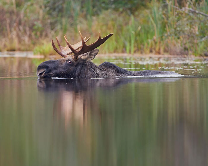 Wait, They Actually Shared These Crazy Animal Facts?!