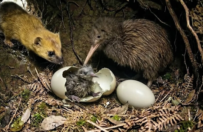 Wait, They Actually Shared These Crazy Animal Facts?!