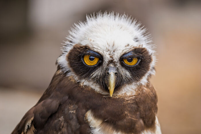 Wait, They Actually Shared These Crazy Animal Facts?!