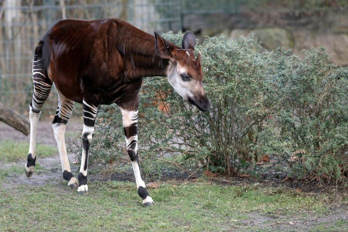 Wait, They Actually Shared These Crazy Animal Facts?!