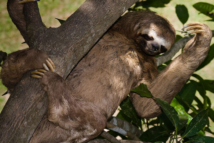 Wait, They Actually Shared These Crazy Animal Facts?!