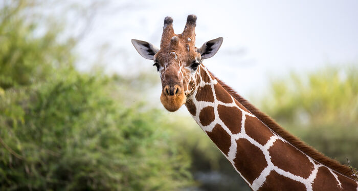 Wait, They Actually Shared These Crazy Animal Facts?!