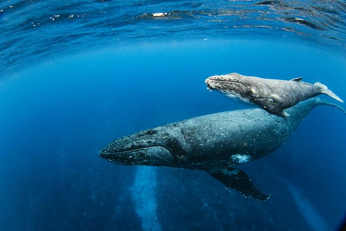 Wait, They Actually Shared These Crazy Animal Facts?!