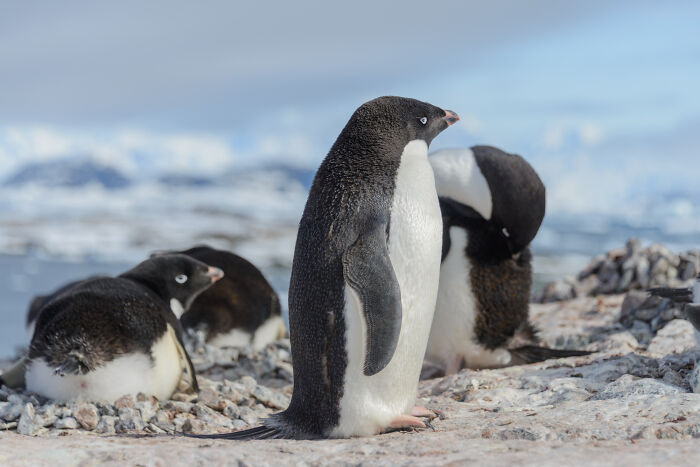 Wait, They Actually Shared These Crazy Animal Facts?!