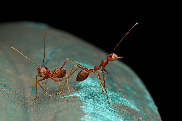 Wait, They Actually Shared These Crazy Animal Facts?!