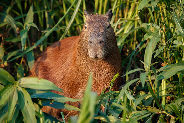 Wait, They Actually Shared These Crazy Animal Facts?!