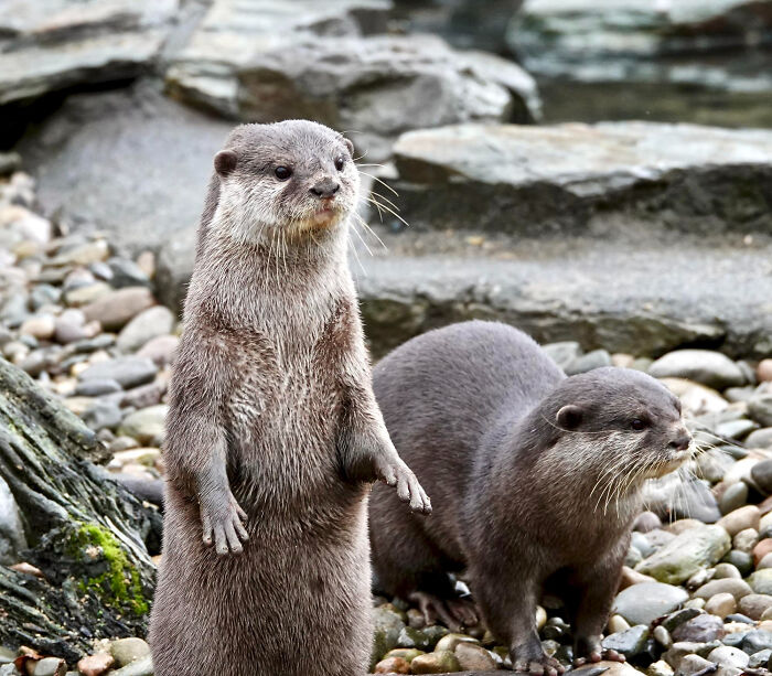 Wait, They Actually Shared These Crazy Animal Facts?!