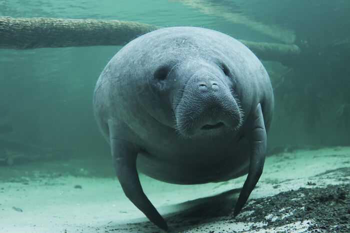 Wait, They Actually Shared These Crazy Animal Facts?!