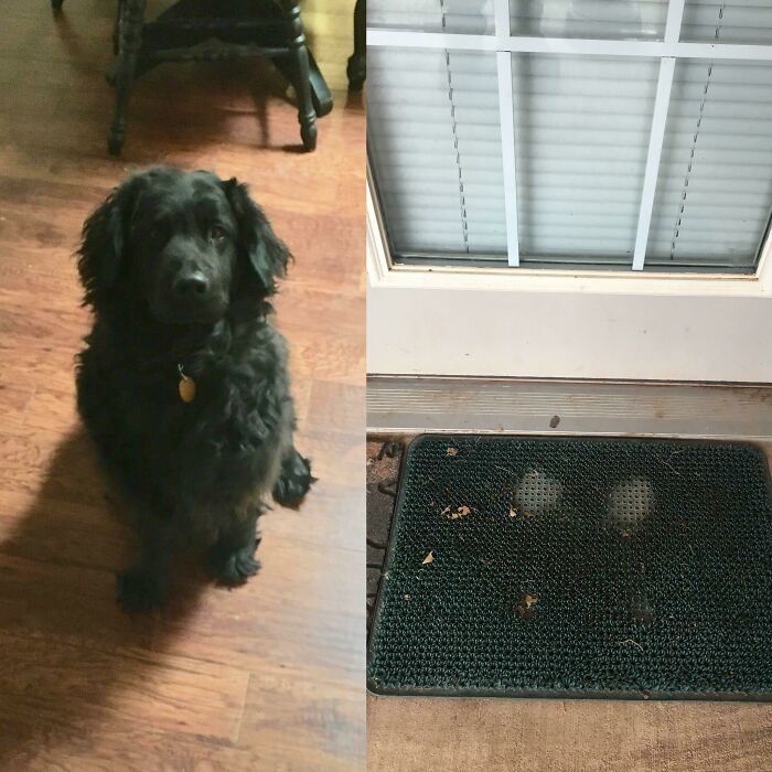 Cobb’s Mat Tapped to Shreds Because He Knows When The Car Is Home