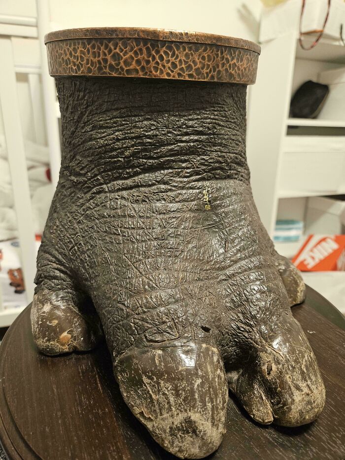 Hippo Foot, Not Elephant — Real Deal! USA Update