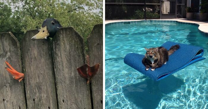 Oops! Animals Totally Stuck In The Weirdest Spots Ever