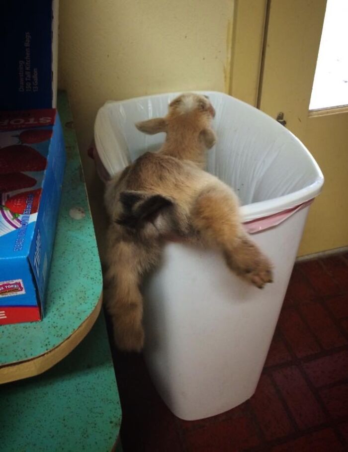 Goat Vs. Trash Can: Trash Can Wins