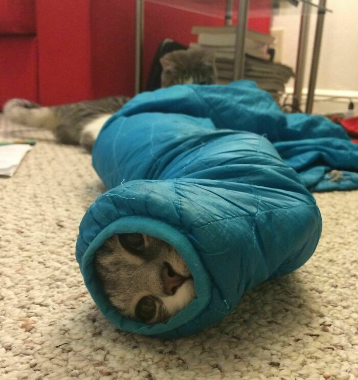 The Rescue Hissed And Went Back In