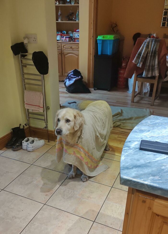 When Your Dog Turns A Towel Into A Poncho