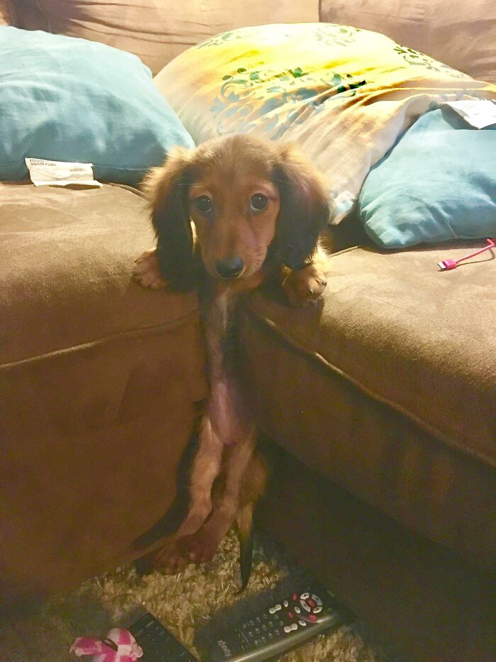 When Your Puppy Thinks The Couch Is A Trap